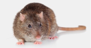 Rodent Control